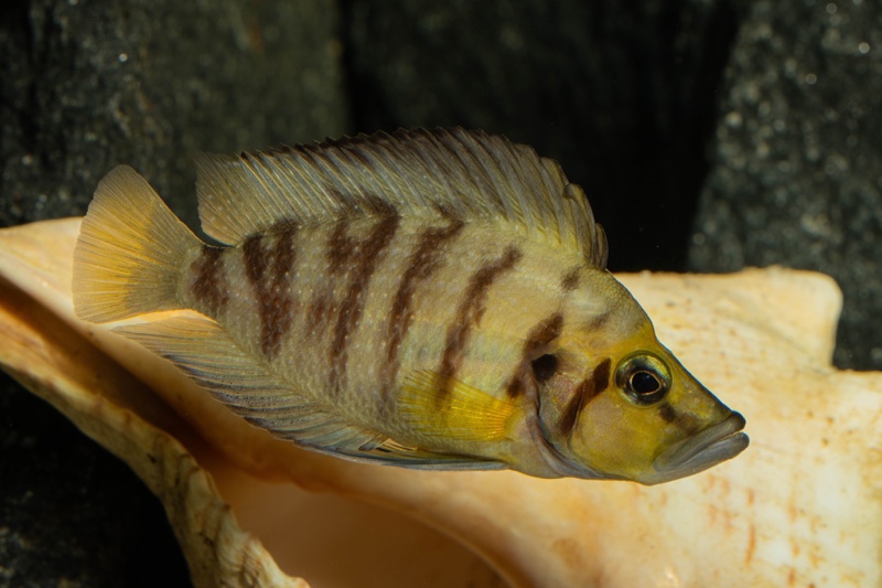 Altolamprologus compressiceps 'Kantalamba'